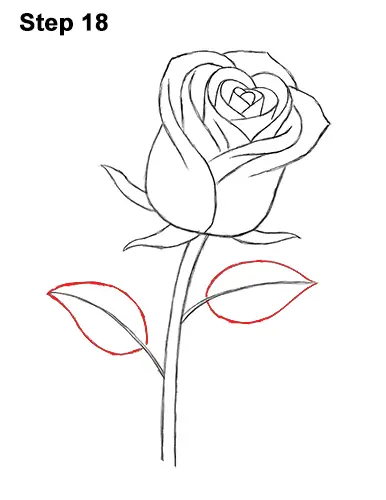 drawing rose