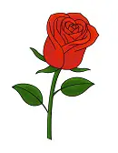 How to Draw Red Rose Flower