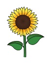 How to Draw a Yellow Sunflower Flower